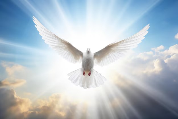 File:Dove.jpg